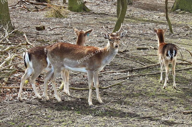 Deer Fallow Deer Forest Wild Nature