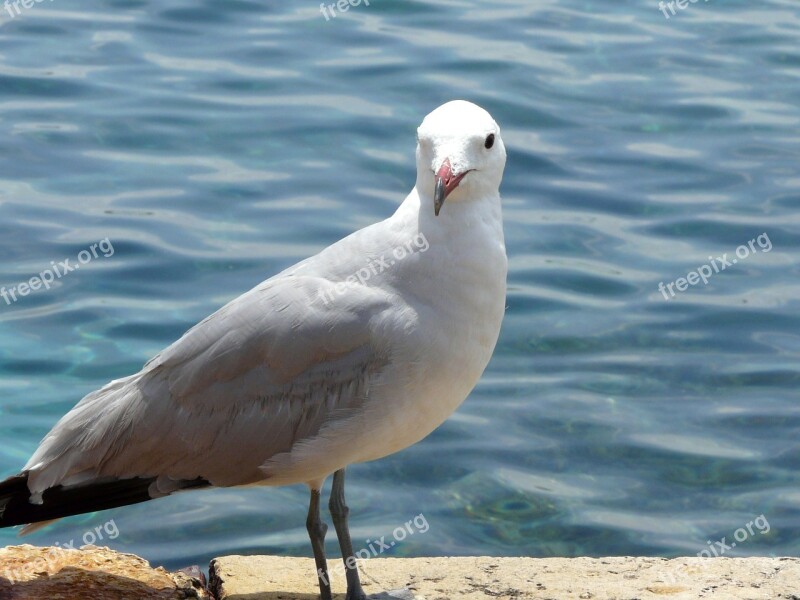 Seagull Sea Water Bird Gull At Sea Seevogel