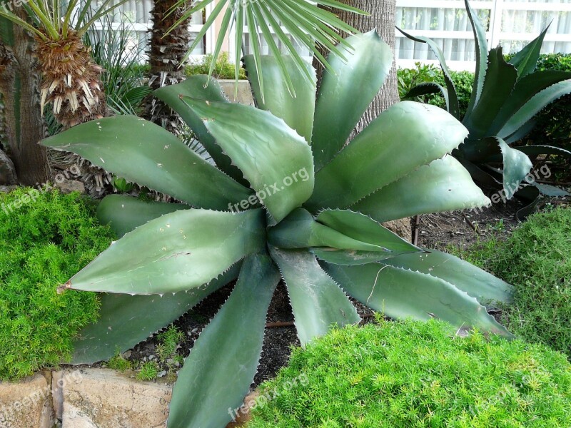 Mallorca Aloe Vera Enormous Plant Free Photos