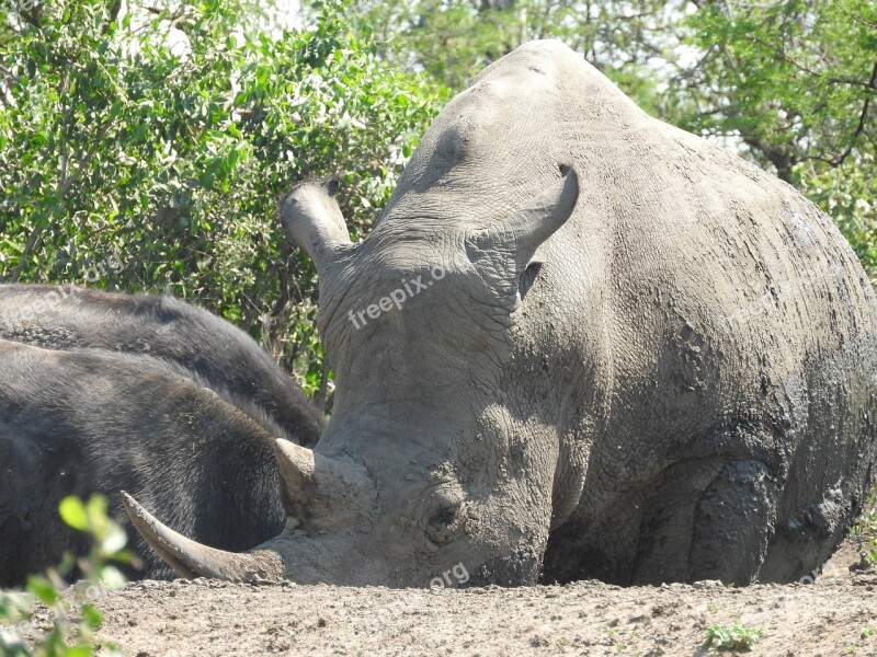 Rhino South Africa Hluhluwe Endangered Wild