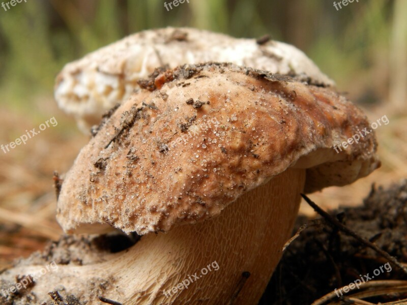 Wood Nature Summer Fungus White Fungus