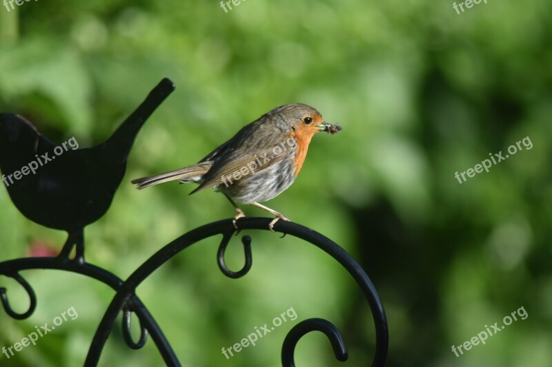 Robin Bird England Nature Animal