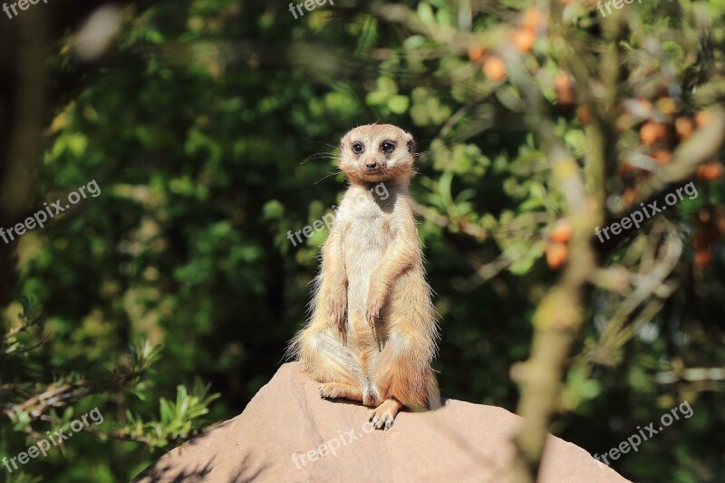 Meerkat Zoo Animal Mammal Rodent