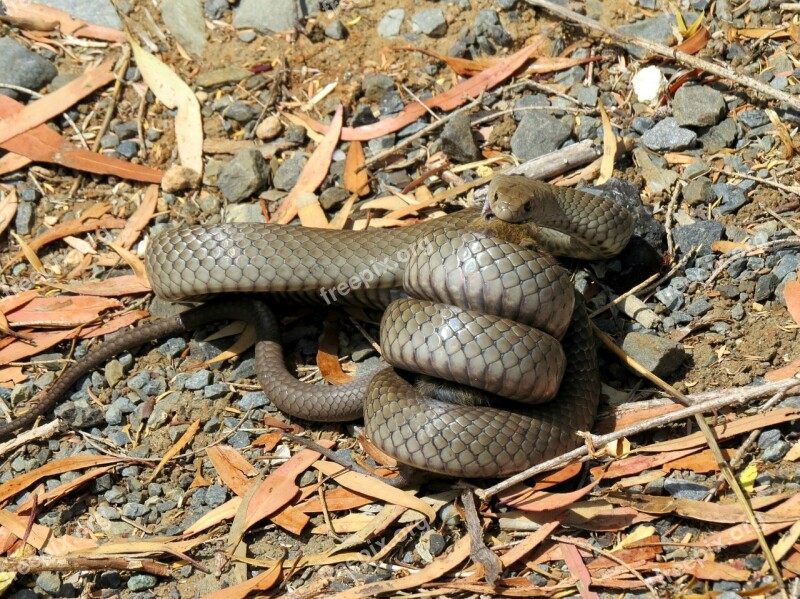 Brown Snake Predation Snake Eating A Rat Nature Australia