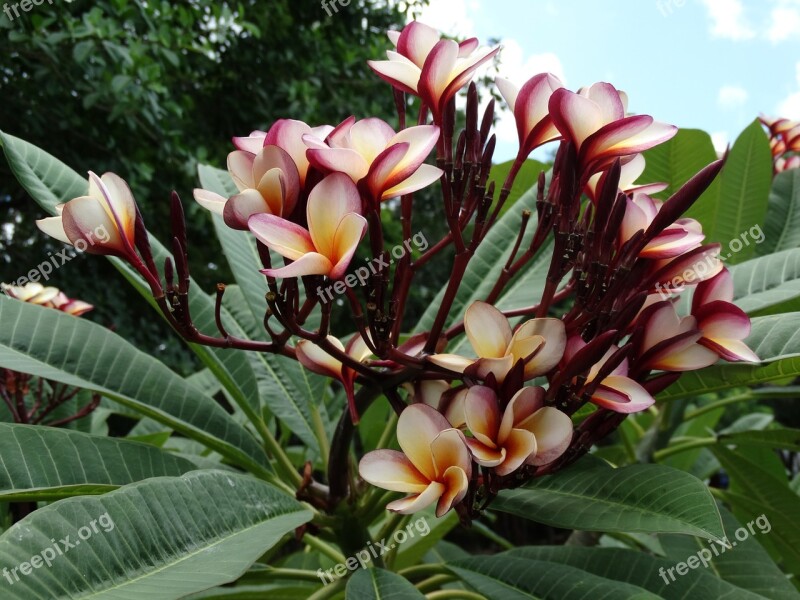 Plumeria Flowers Mexico Garden Nature