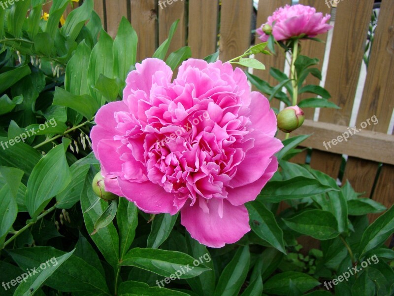 Flower Peony Bloom Beautiful Garden