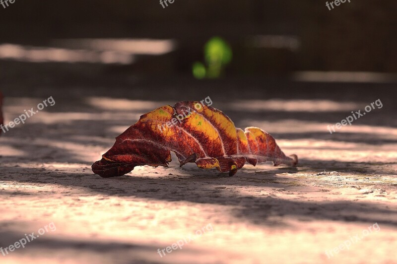 Dry Leaf Autumn Dry Nature Brown Leaf