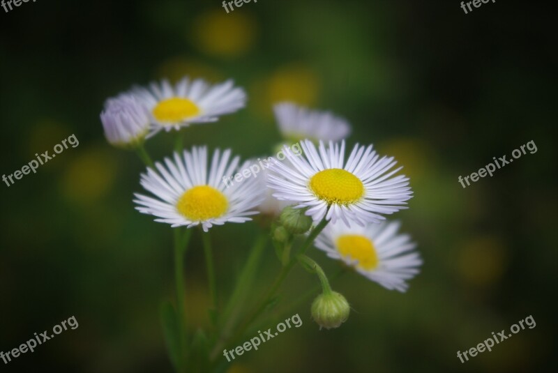 Bkume Little Daisy Weed Plant Leaves