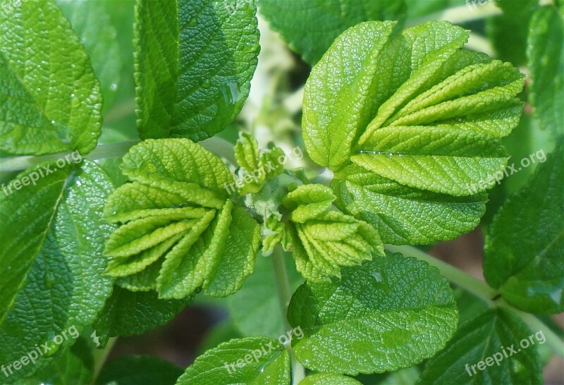 New Leaves Rugosa Rose Rose Rain-wet Green