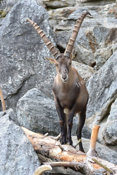 Capricorn Alpine Climb Mountains Alpine Ibex