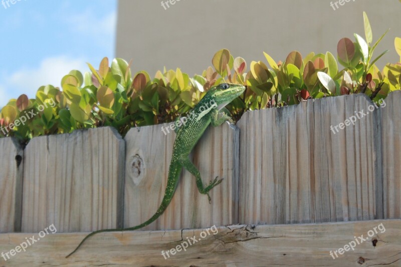 Lizard Gossip Voyeur Spying Reptile