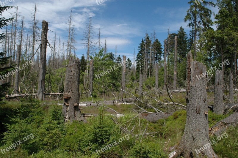 National Park New Beginning Live Tree Reafforestation