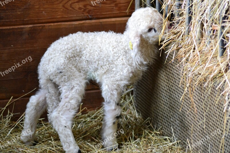 Lamb Sheep Animal Child Schäfchen Easter