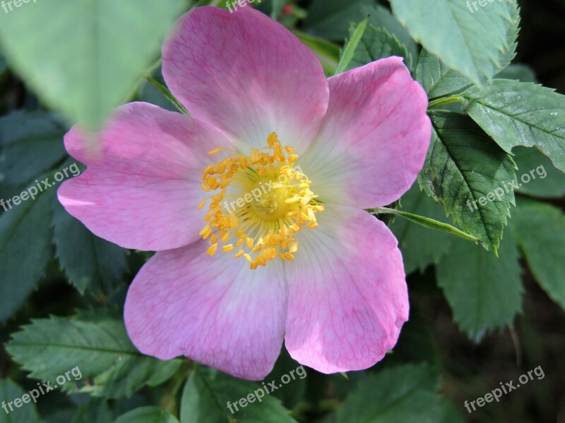 Wild Rose Rosaceae Pink White Nature