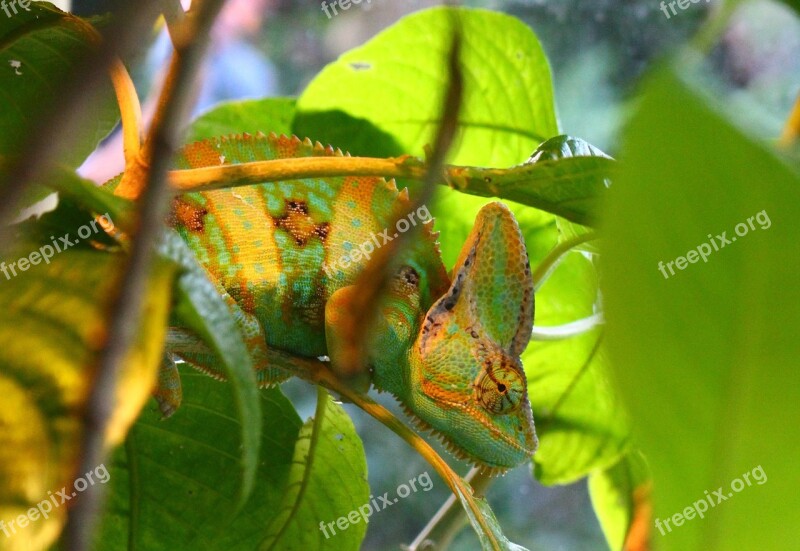 Chameleon Animal Natural Wild Zoo