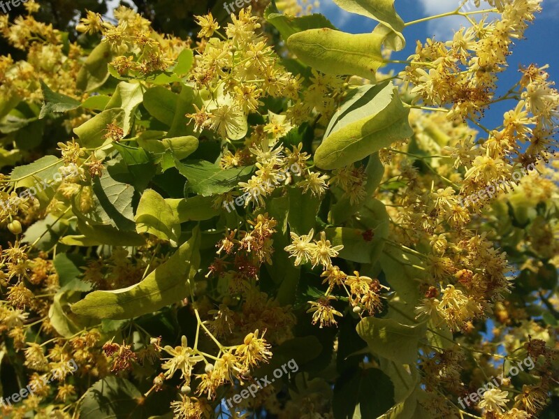 Linden Spring Summer Nature Yellow Flower