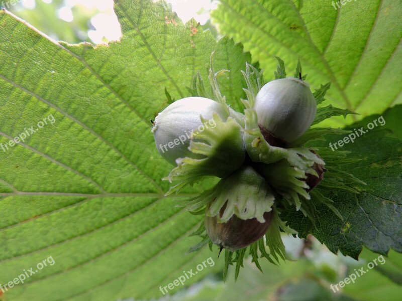 Hazelnut Green Leaves Hazel Shell