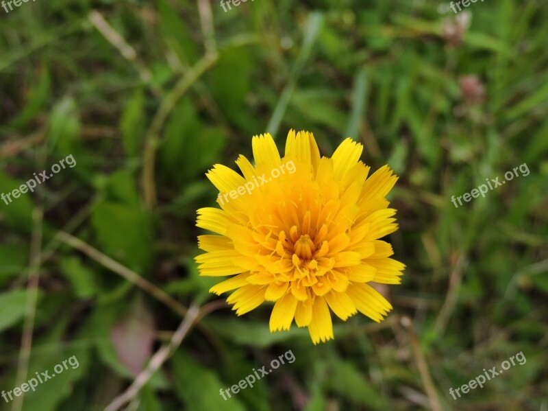 Hawkweed Blossom Bloom Yellow Meadow