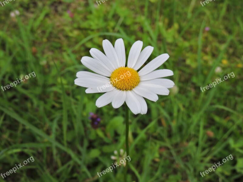 Marguerite White Meadow Nature Plant