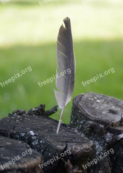 Pen Konar Tree Trunk A Feather