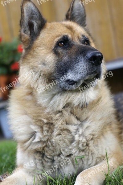 Dog Face Majestic Stately Wise