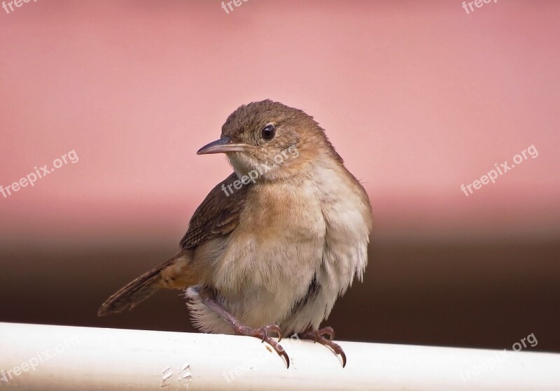 Bird Nature Animal Rainforest Brazilian