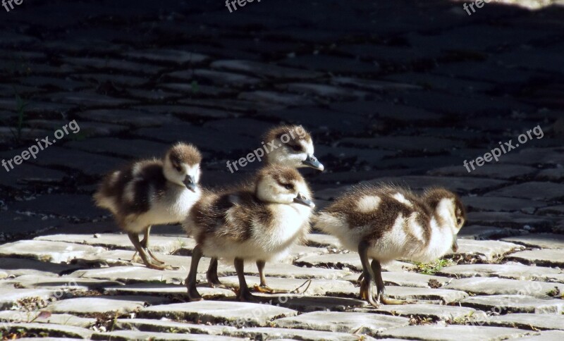 Nilgans Young Animal Photos Free Photos