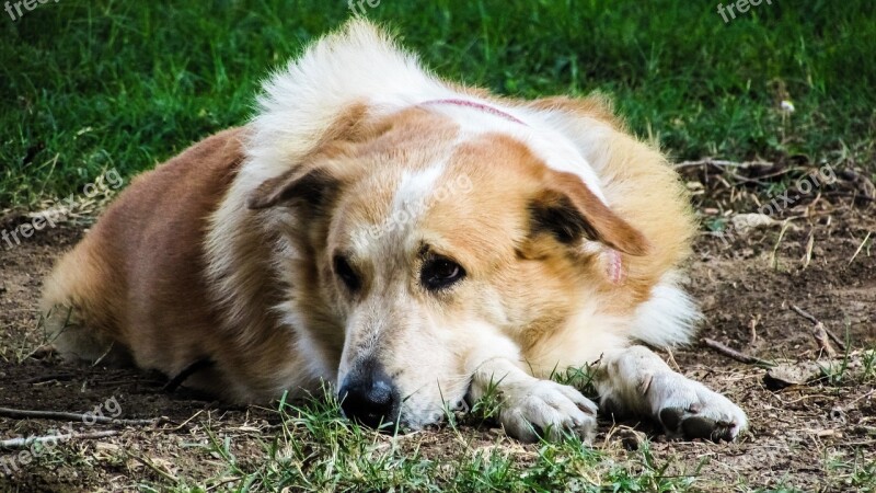 Dog Sitting Resting Animal Pet