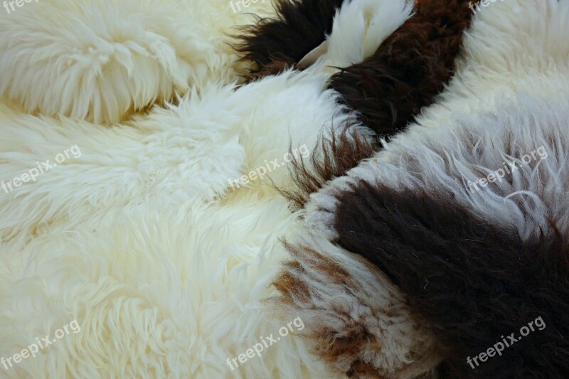 Fleece Hide Wool Sheep Fluffy