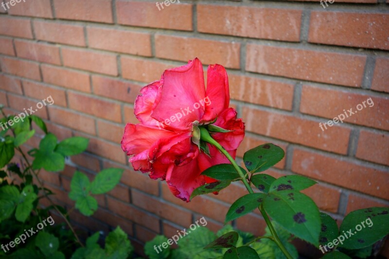 Rose Flower Bloom Romantic Love