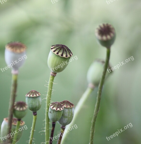 Poppy Poppies Nature Faded Close Up