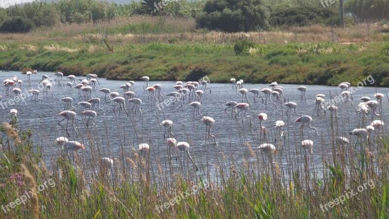 Pink Flamingo Summer Marsh Migratory Birds Pond