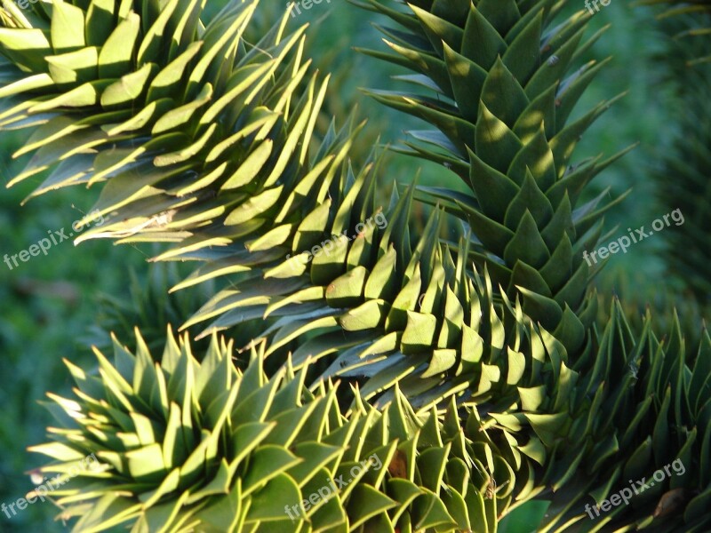 Araucaria Plant Tree Evergreen Leaves