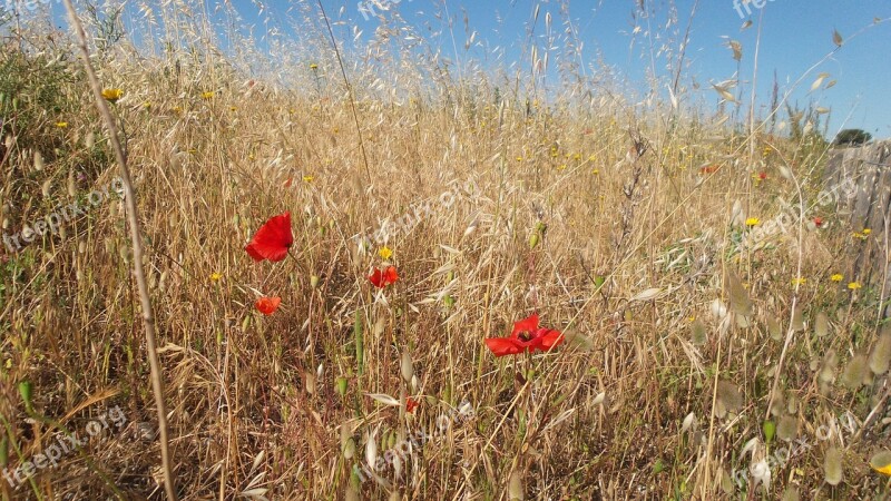 Poppy Herbs Crazy Summer Field