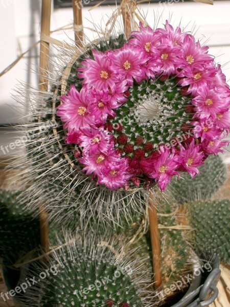 Cactus Flowers Beautiful Cactus Blossom Free Photos