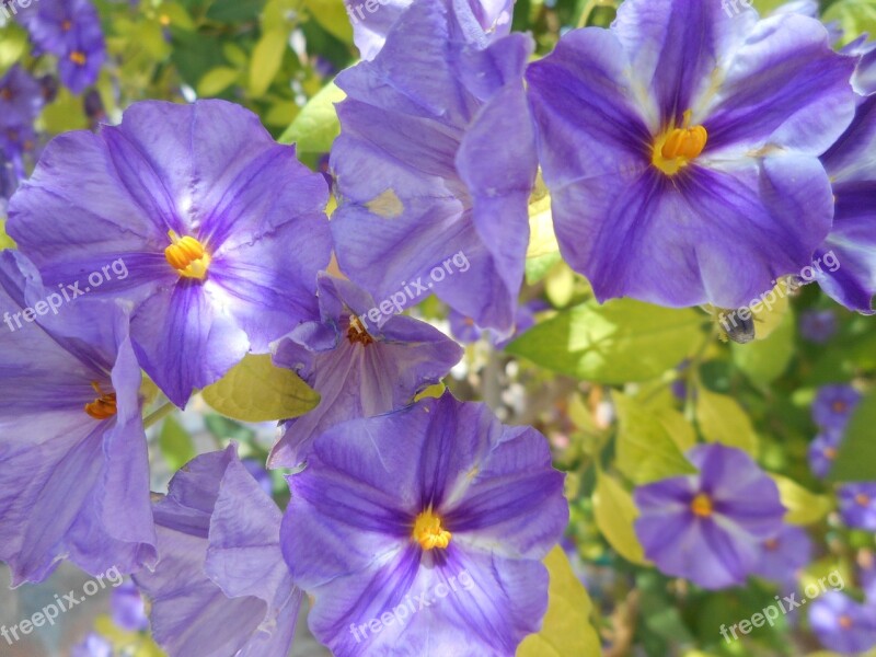 Flowers Violets Wild Plants Violet Flowers