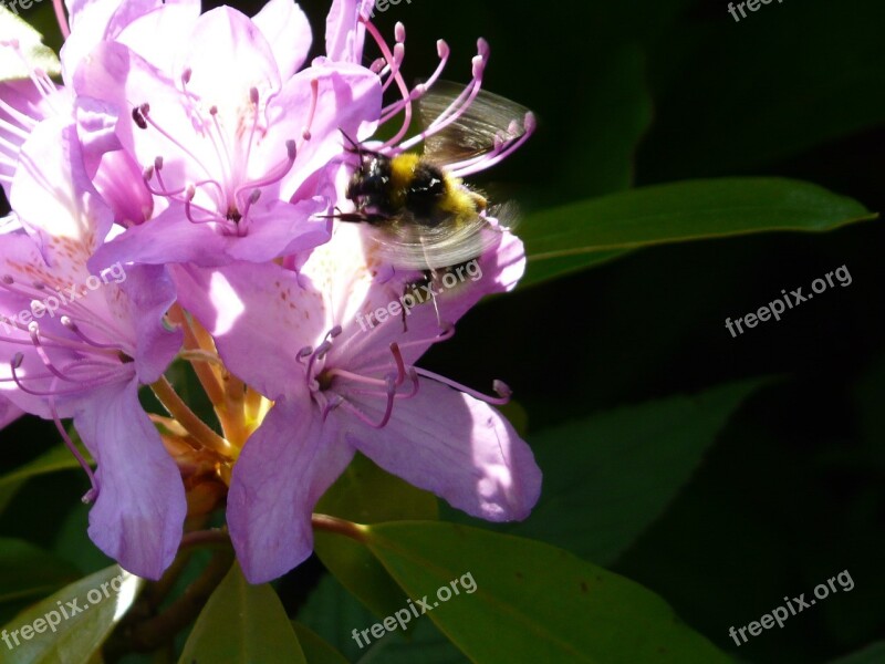 Flower Bumblebee Flowering Bug Pollen