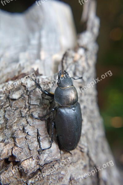 Beetle Stag Beetle Great Stag Beetle Lucanus Cervus Female