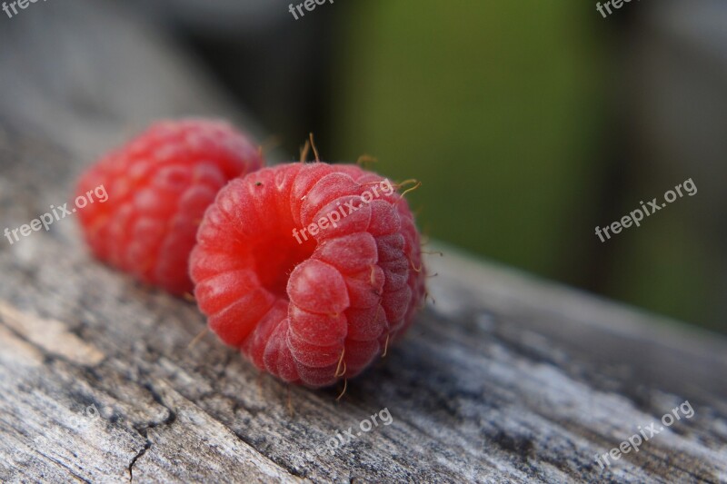 Raspberry Fruit Red Summer Red Fruit