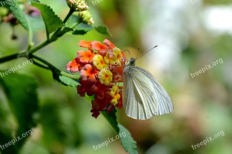 Butterfly Flowers Flower Insects Lepidoptera