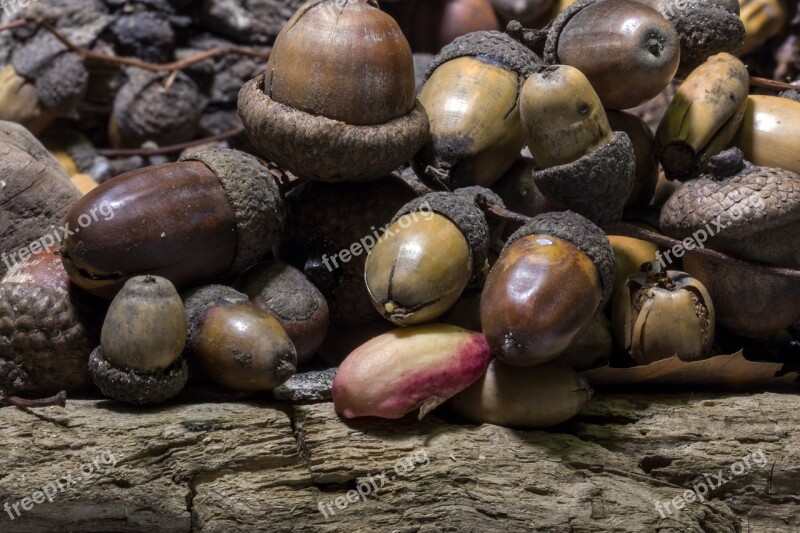 Oak Acorns Forest Oak Fruit Tree Fruit