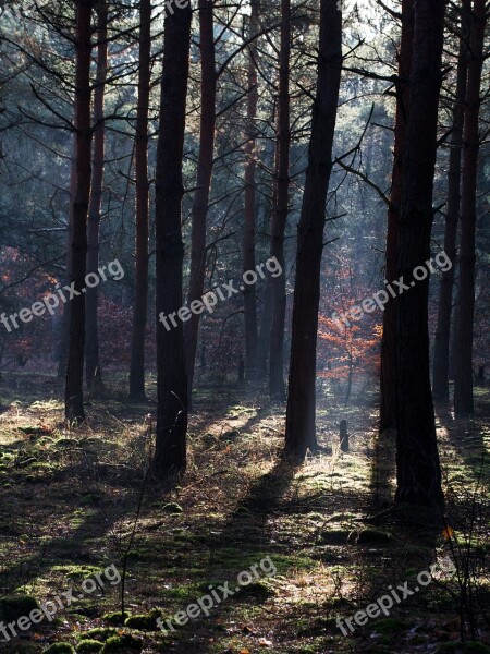 Forest Sunbeam Autumn Forest Light Beam Morgenstimmung