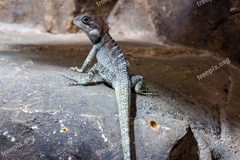 Animal Reptile Lizards Free Photos