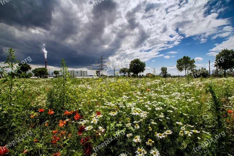 Landscape Summer Clouds Flower Meadow Sky