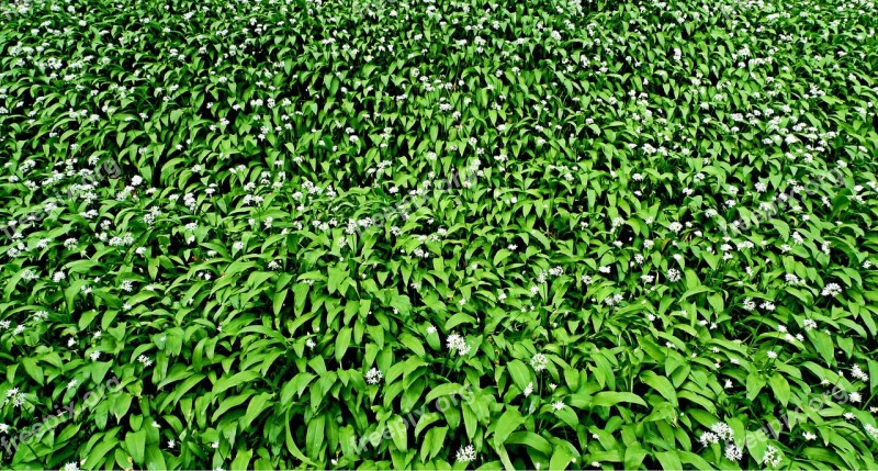 Wild Garlic Flower Leaves Leaf