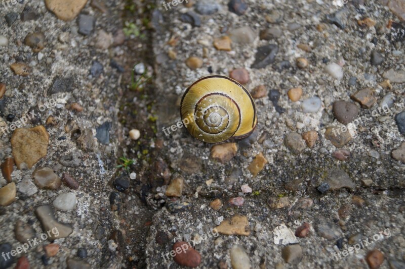 Snail Shell Animal Insect Creature