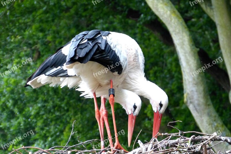 Storks Stork Bird Nature Nest