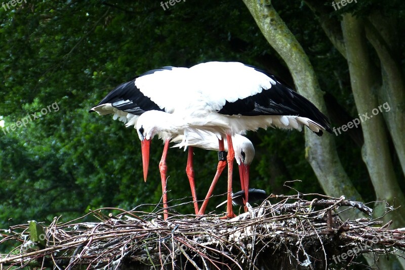 Storks Nest Rearing Föhr Nature