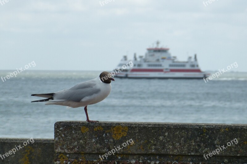 Föhr Ferry Vacations Black Headed Gull Sea