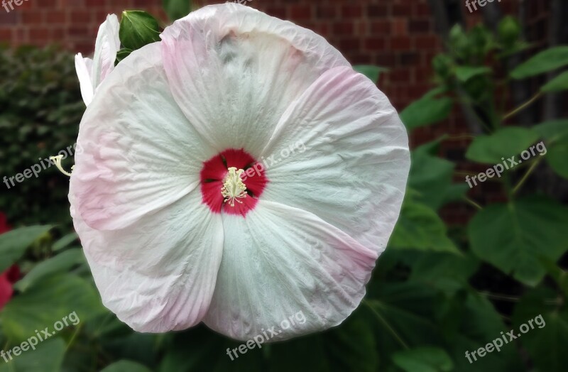 Hibiscus Flower Plant Rose Mallow Pink